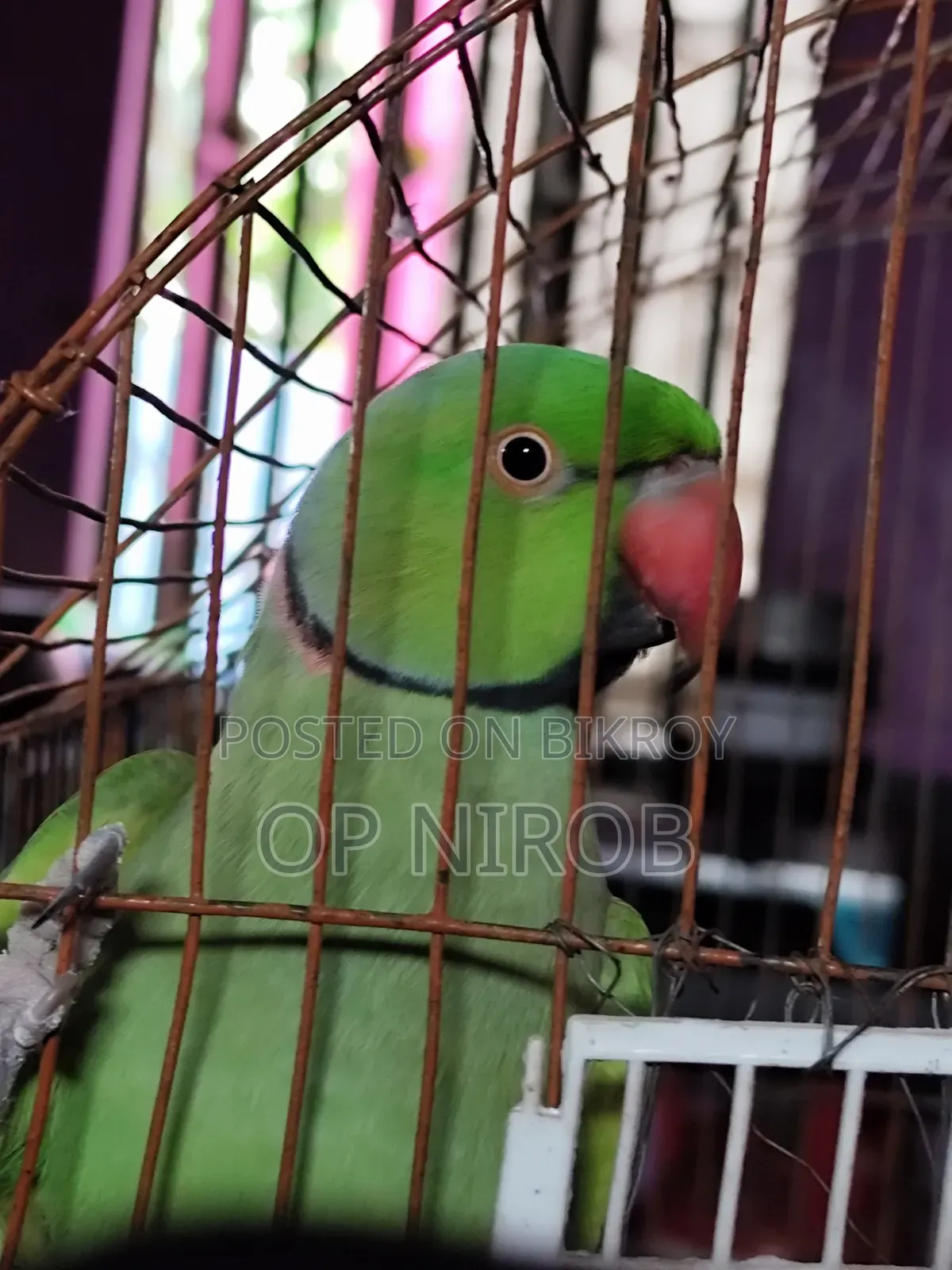 Male Tiya Bird