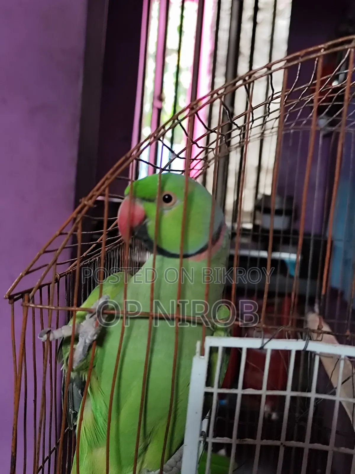 Male Tiya Bird