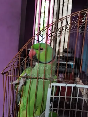 Male Tiya Bird