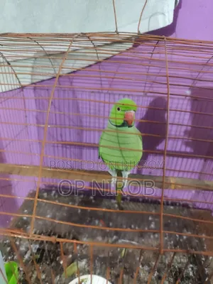 Male Tiya Bird