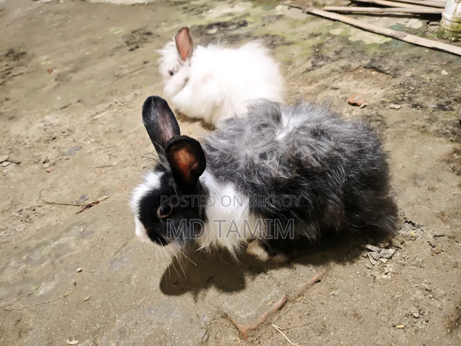 আঙ্গোরা খরগোশ