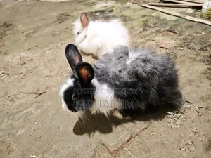 আঙ্গোরা খরগোশ