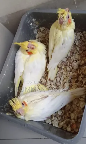 ককাটেল পাখির বাচ্চা | ৩০ দিন