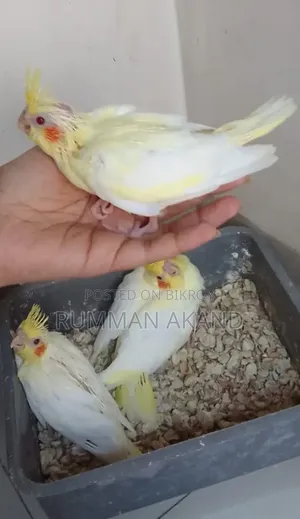 ককাটেল পাখির বাচ্চা | ৩০ দিন