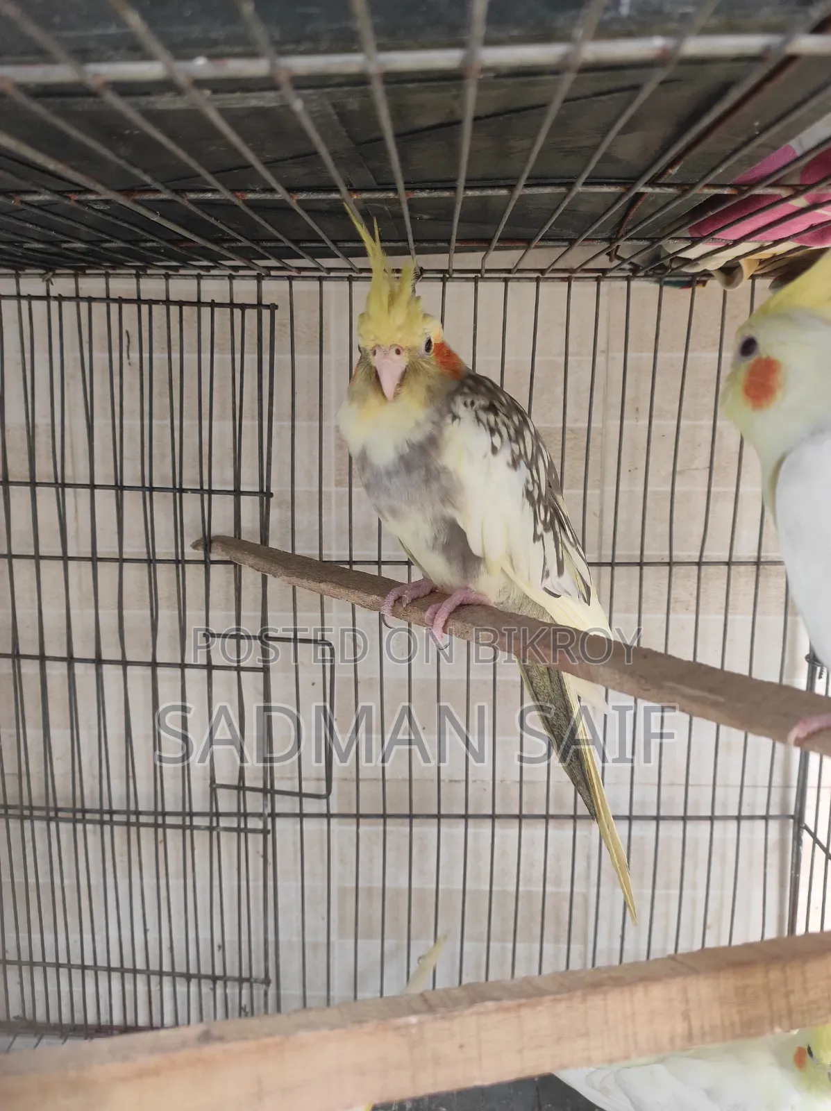 Running Female Cocatail