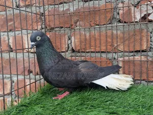 পুরান জাতের মুসালদম নর বিগ সাইজ ১৩দমের