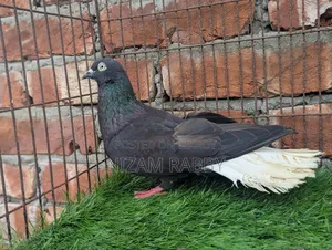 পুরান জাতের মুসালদম নর বিগ সাইজ ১৩দমের