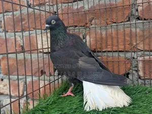 পুরান জাতের মুসালদম নর বিগ সাইজ ১৩দমের