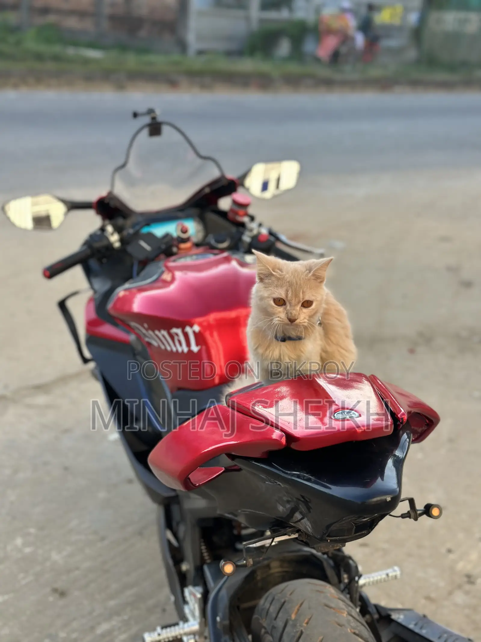 1+ year Male Purebred Persian