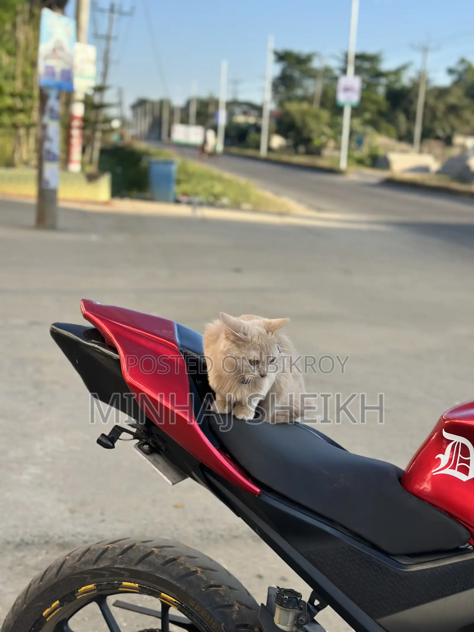 1+ year Male Purebred Persian