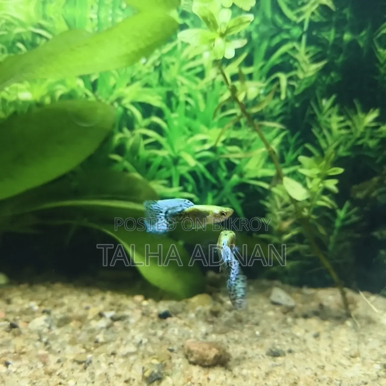 High Quality Green Dragon Guppy