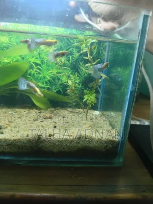 High Quality Green Dragon Guppy