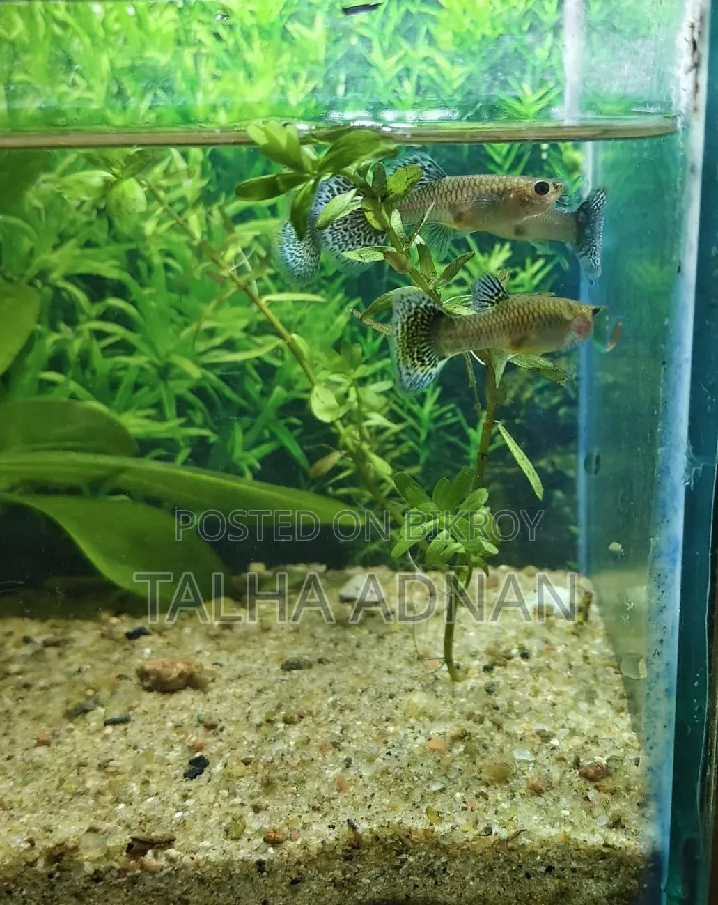 High Quality Green Dragon Guppy