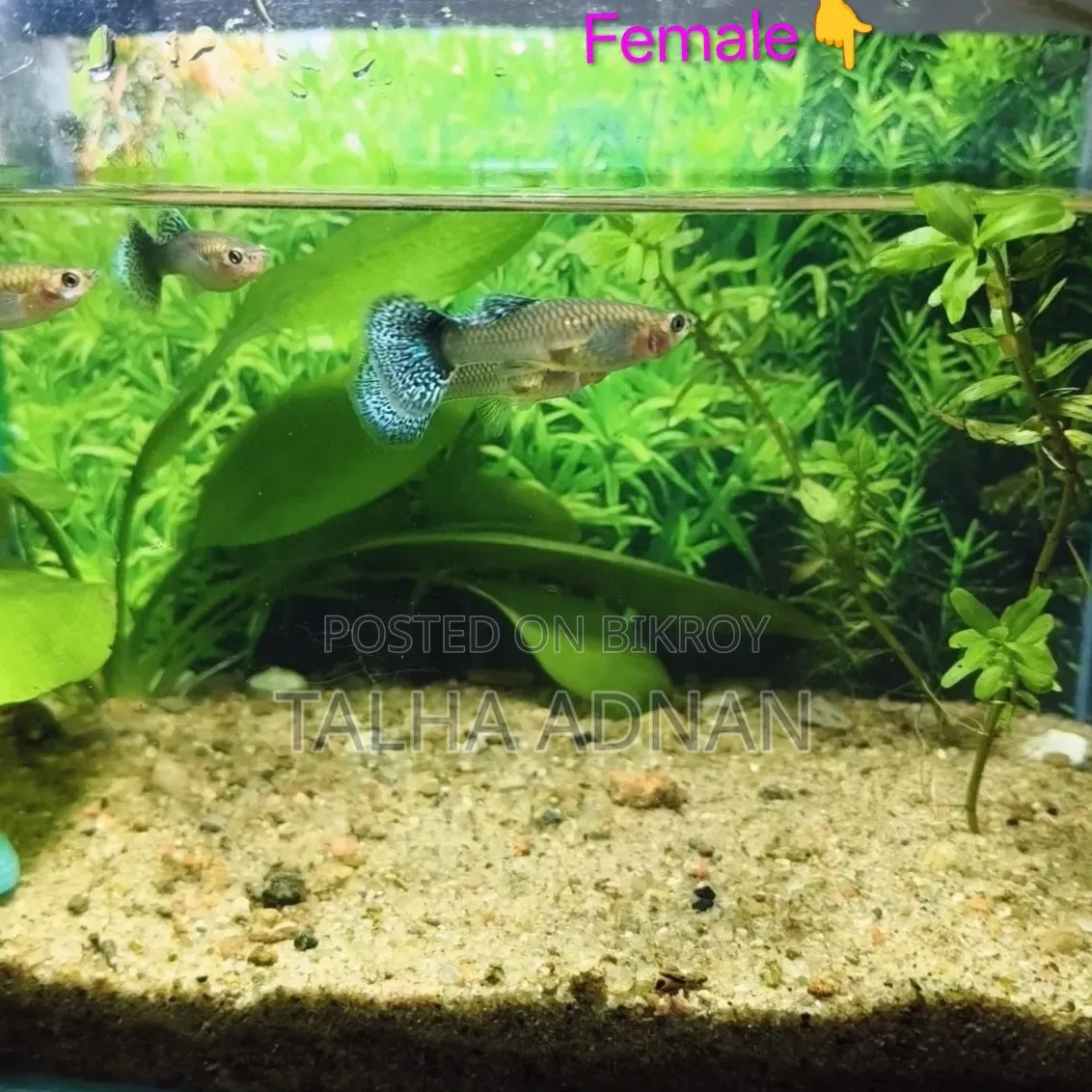 High Quality Green Dragon Guppy