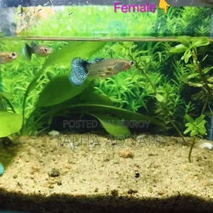 High Quality Green Dragon Guppy