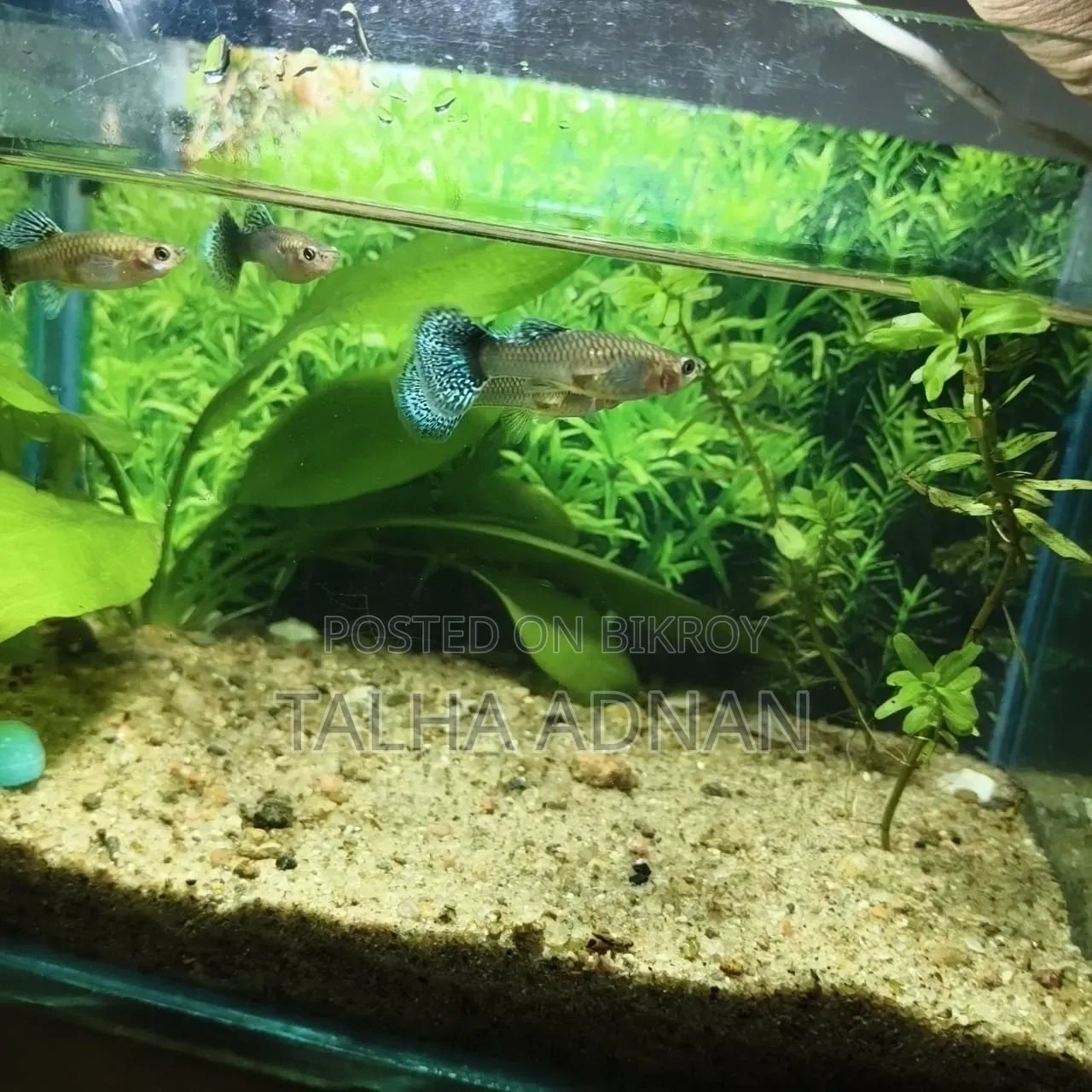 High Quality Green Dragon Guppy