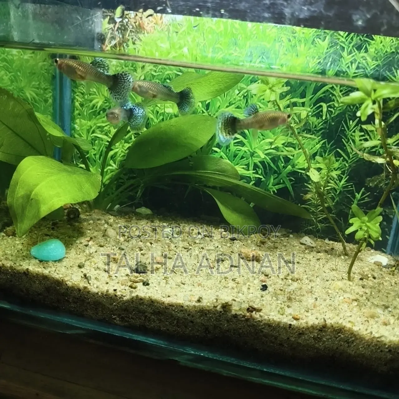High Quality Green Dragon Guppy
