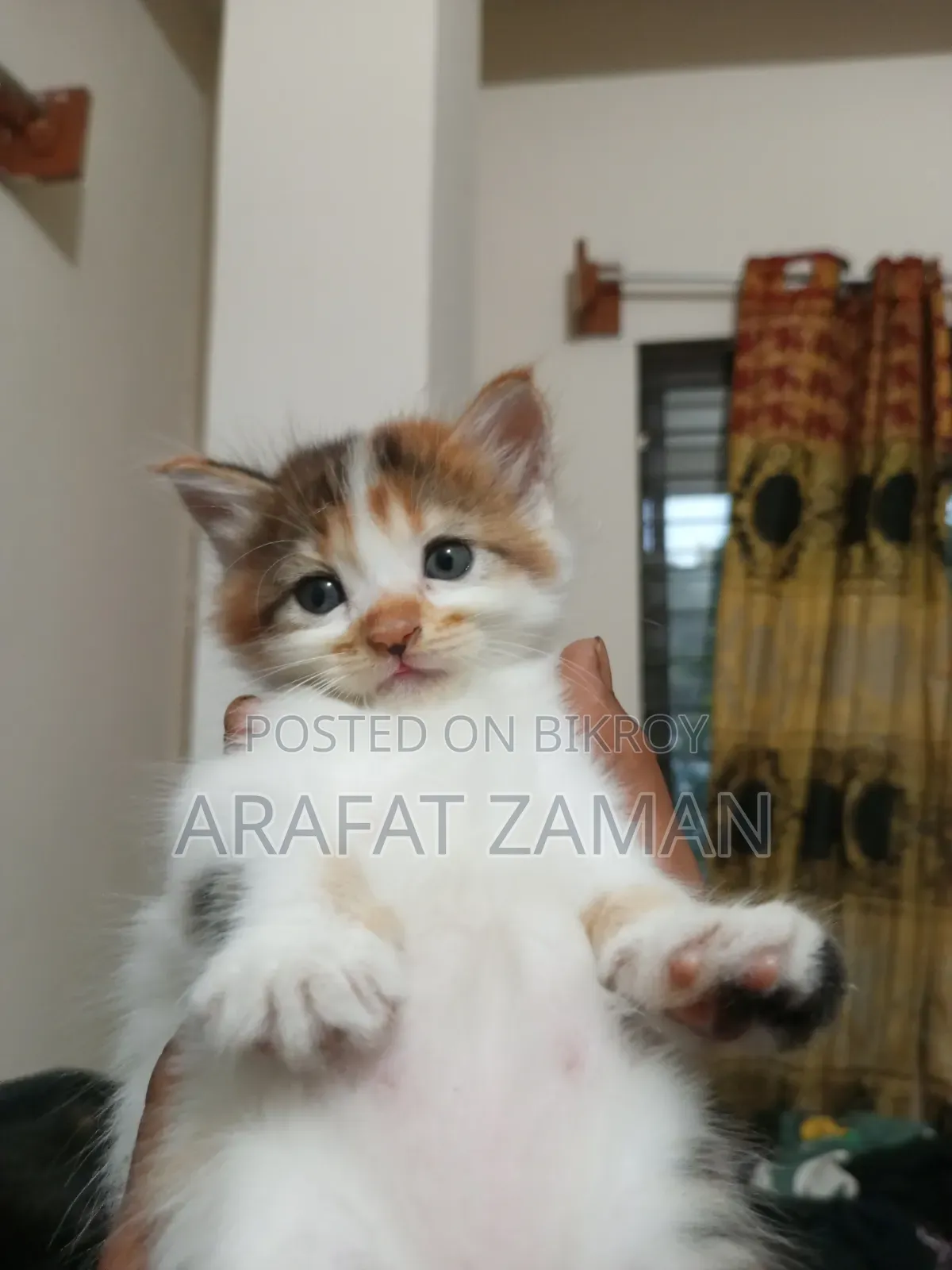 0-1 Month Female Mixed Breed Persian
