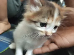 0-1 Month Female Mixed Breed Persian