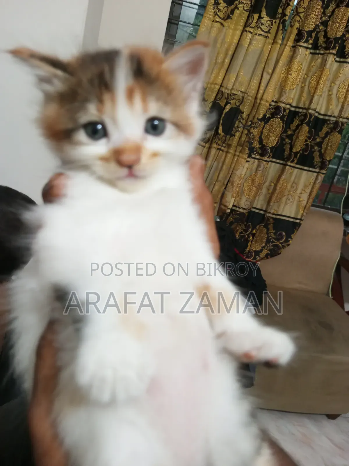 0-1 Month Female Mixed Breed Persian