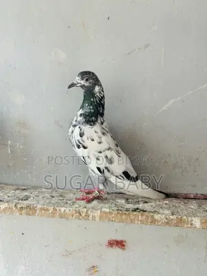 Pakistani Pigeon