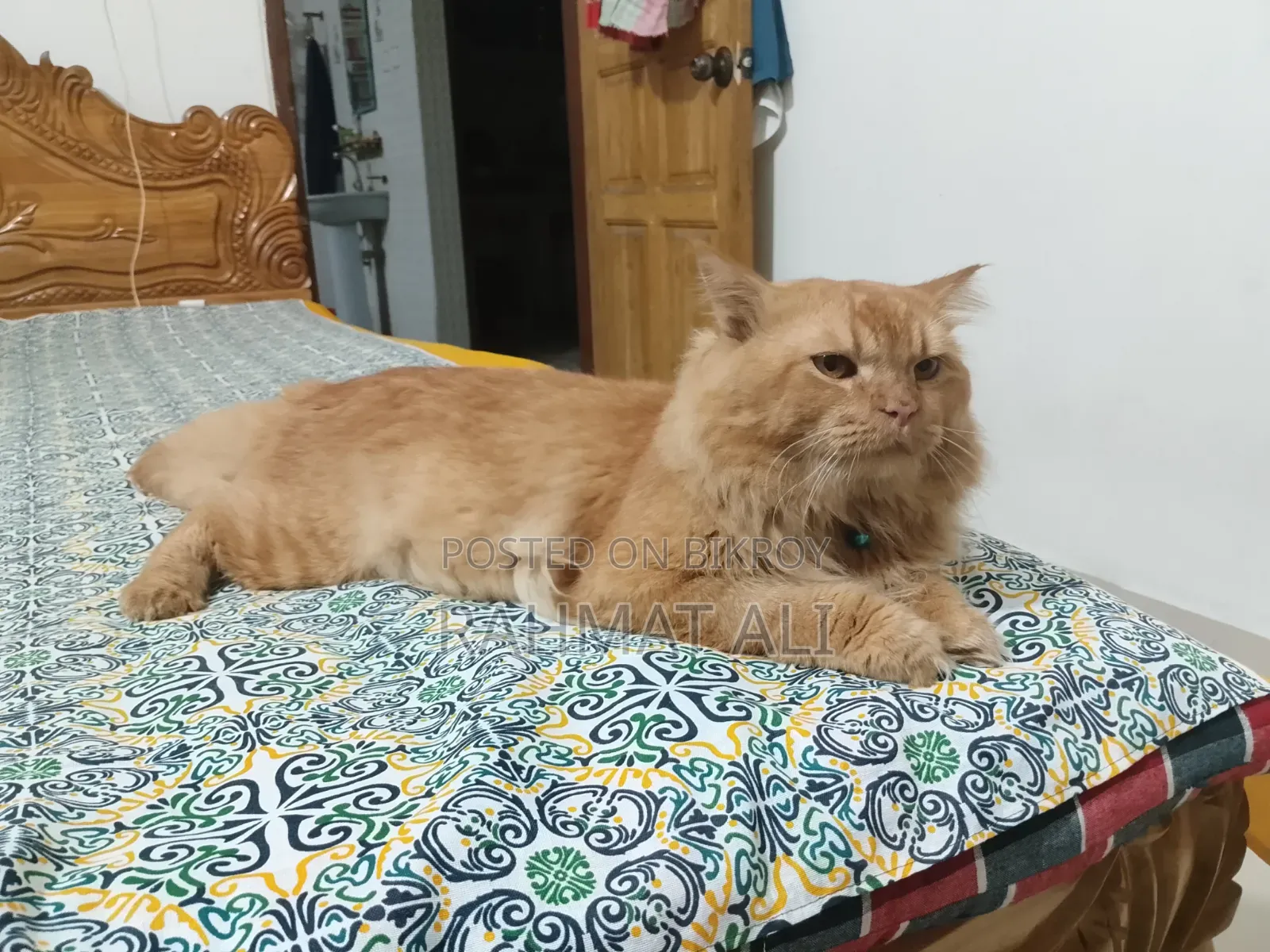 1+ Year Male Mixed Breed Persian