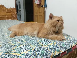 1+ Year Male Mixed Breed Persian