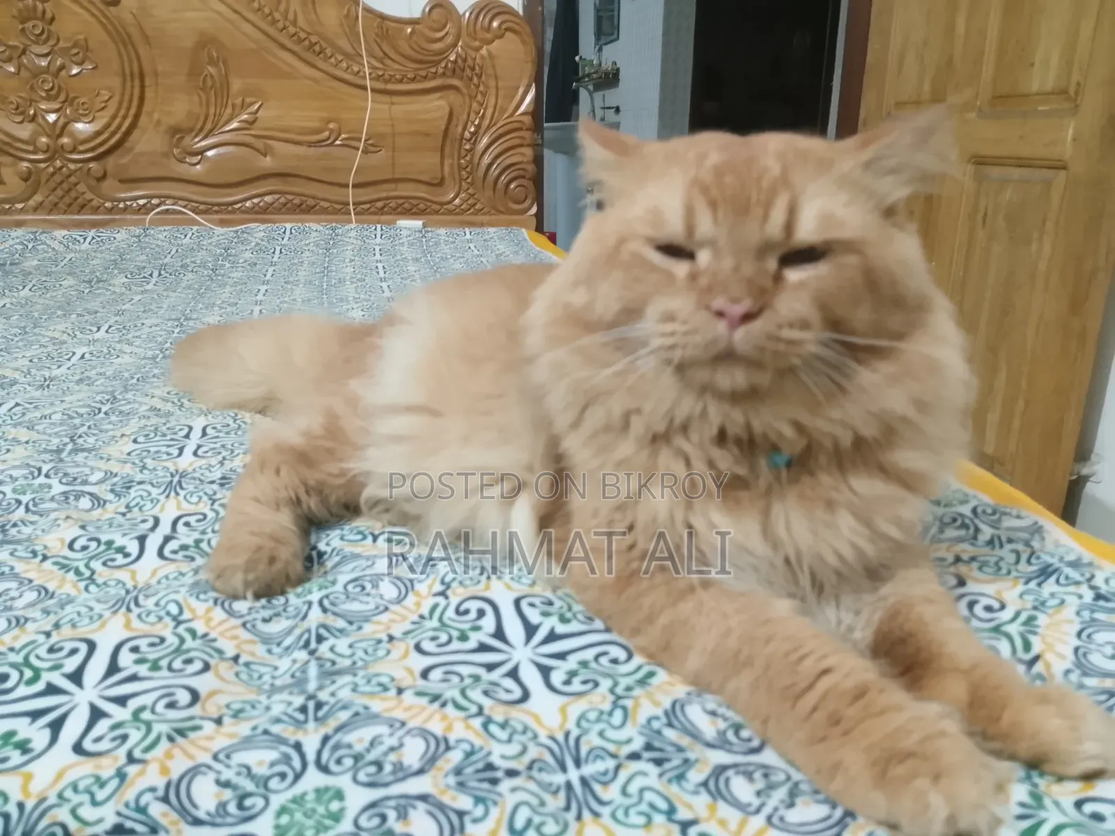 1+ Year Male Mixed Breed Persian