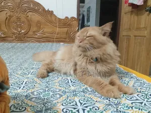 1+ Year Male Mixed Breed Persian