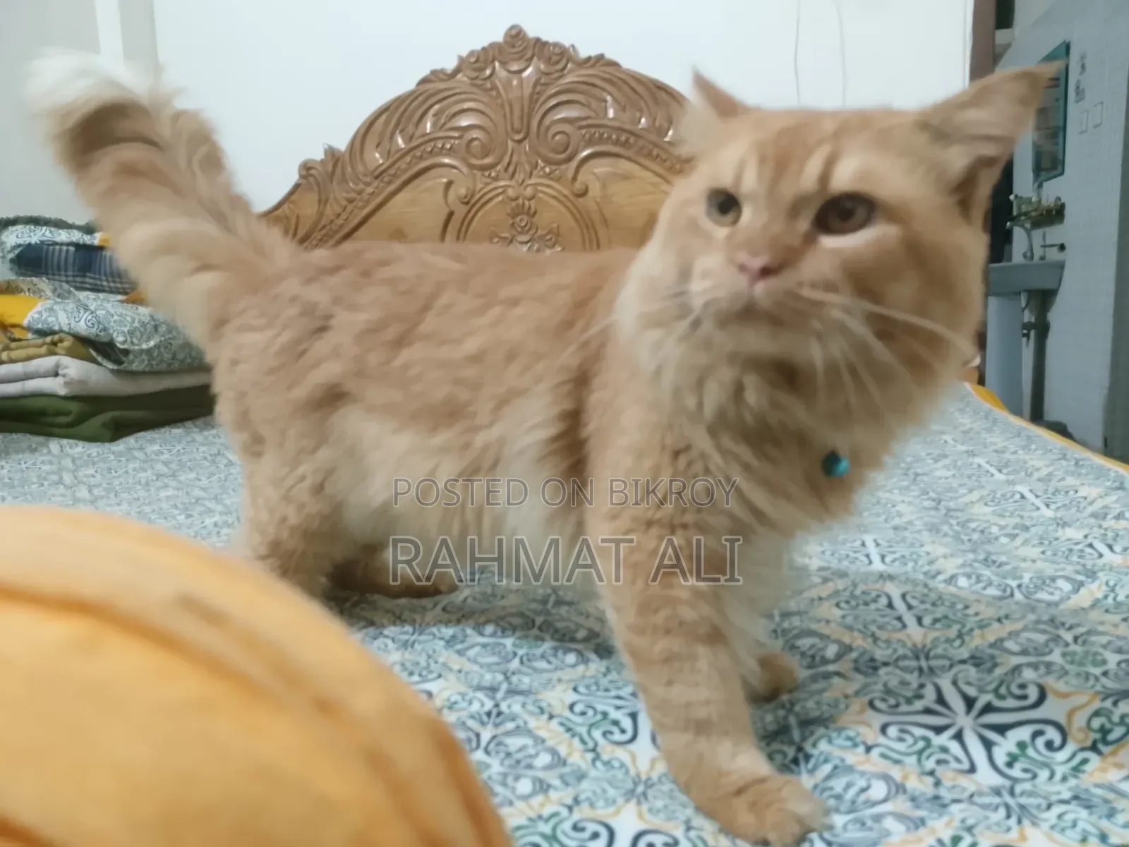 1+ Year Male Mixed Breed Persian