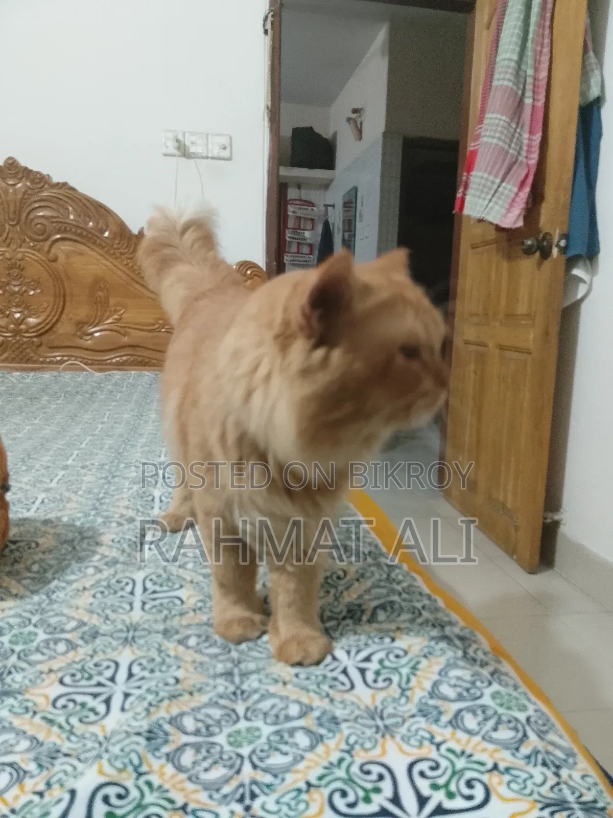 1+ Year Male Mixed Breed Persian