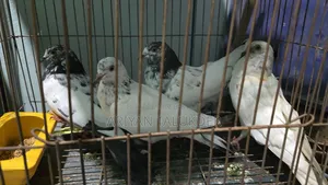 নতুন প্রাপ্তবয়স্ক কবুতর