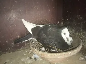রানিং রাজ গোল্লা আছে, ডিম-বাচ্চার গ্যারান্টি, কারো লাগলে ইনবক্স করুন।