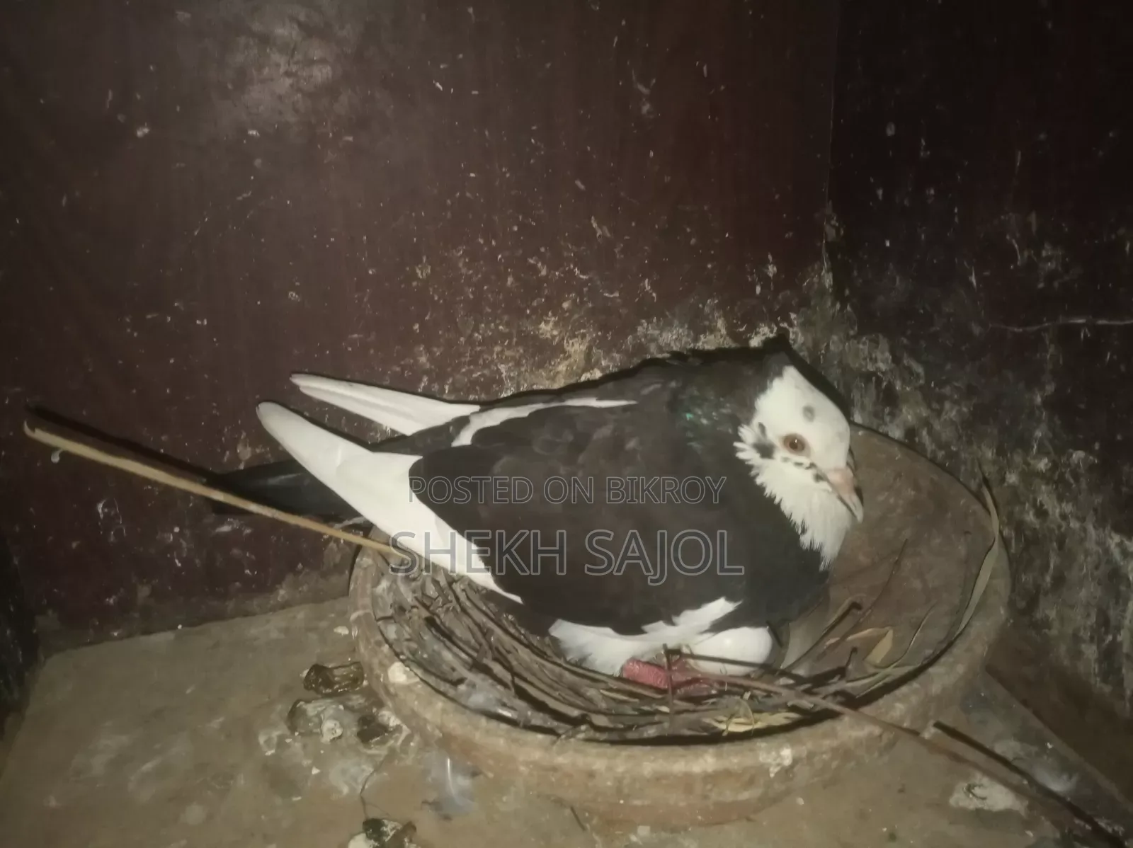 রানিং রাজ গোল্লা আছে, ডিম-বাচ্চার গ্যারান্টি, কারো লাগলে ইনবক্স করুন।