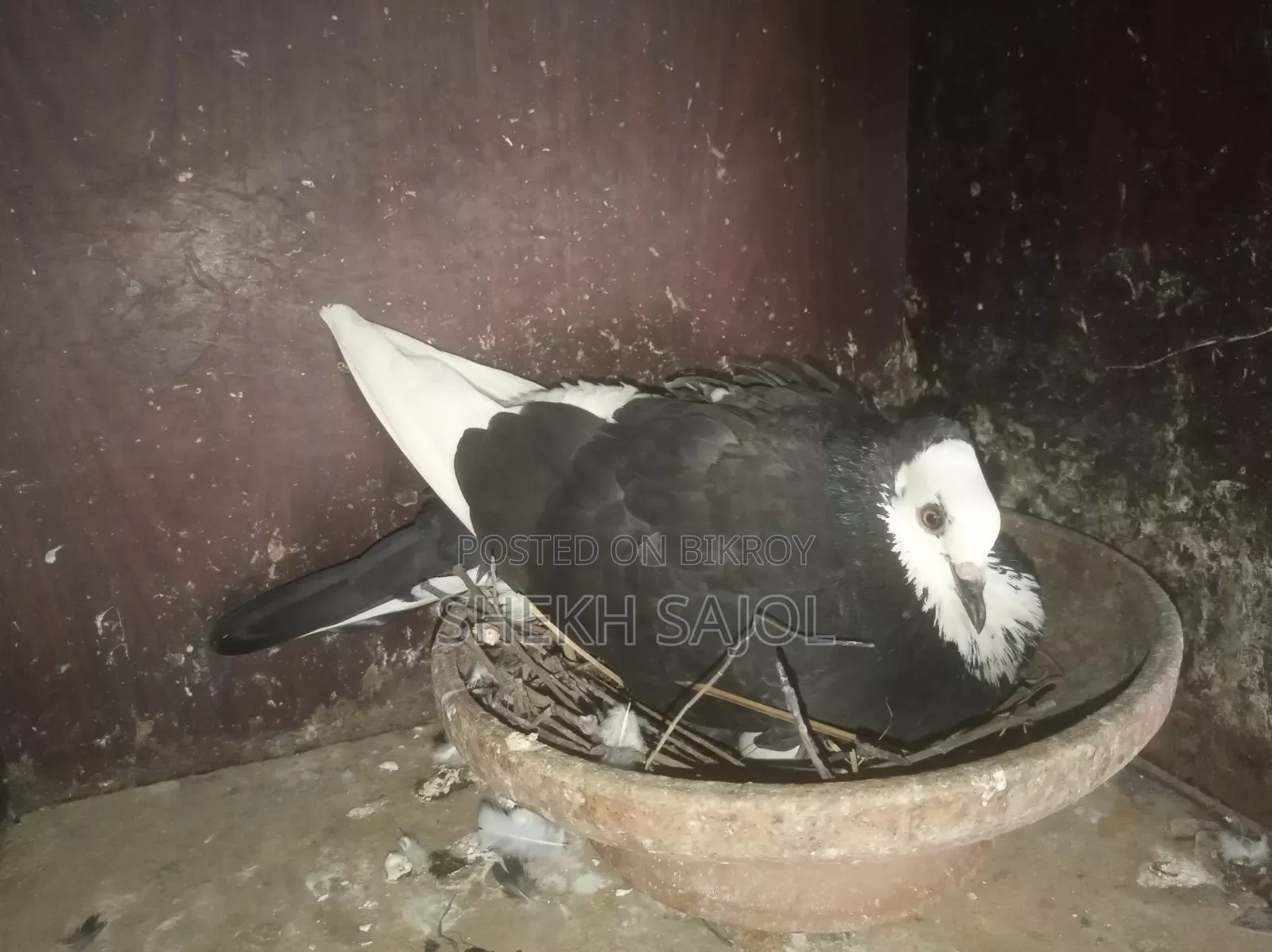 রানিং রাজ গোল্লা আছে, ডিম-বাচ্চার গ্যারান্টি, কারো লাগলে ইনবক্স করুন।