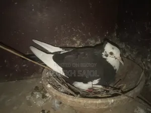 রানিং রাজ গোল্লা আছে, ডিম-বাচ্চার গ্যারান্টি, কারো লাগলে ইনবক্স করুন।