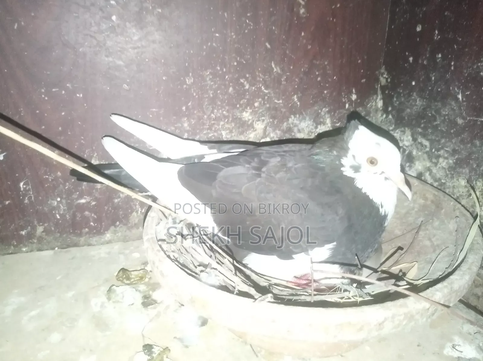 রানিং রাজ গোল্লা আছে, ডিম-বাচ্চার গ্যারান্টি, কারো লাগলে ইনবক্স করুন।