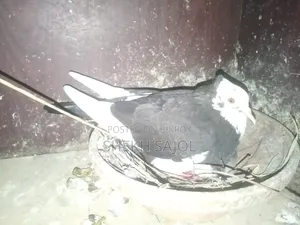 রানিং রাজ গোল্লা আছে, ডিম-বাচ্চার গ্যারান্টি, কারো লাগলে ইনবক্স করুন।