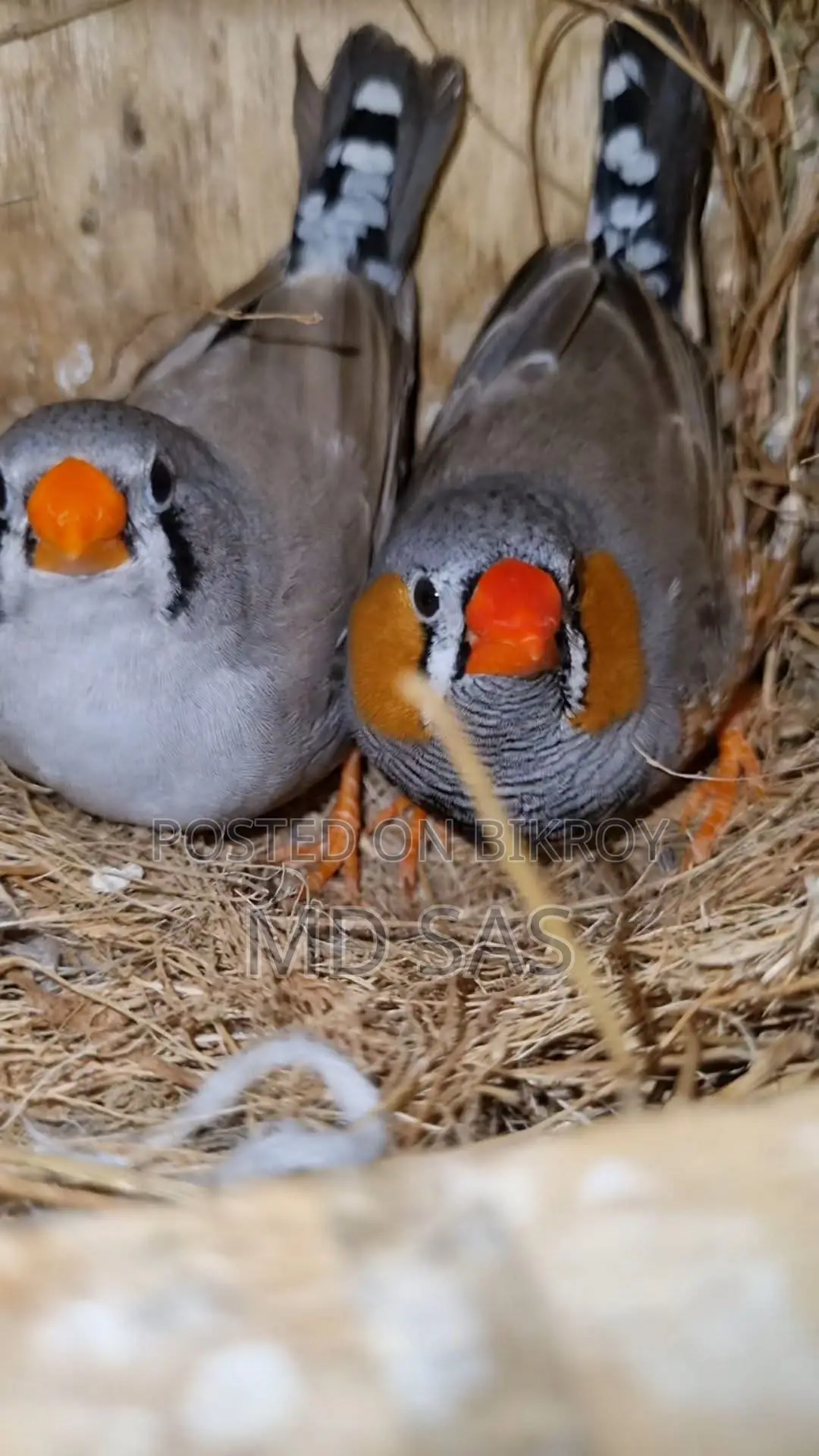 Need Zebra Finch