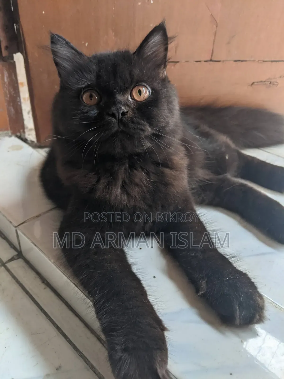 3-6 months Male Purebred Persian