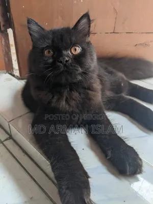 3-6 months Male Purebred Persian