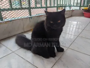 3-6 months Male Purebred Persian