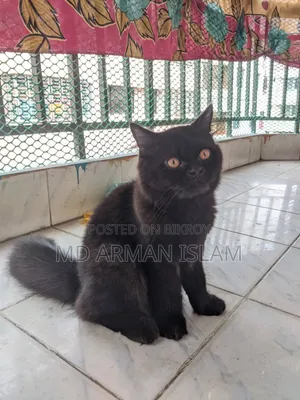 3-6 months Male Purebred Persian