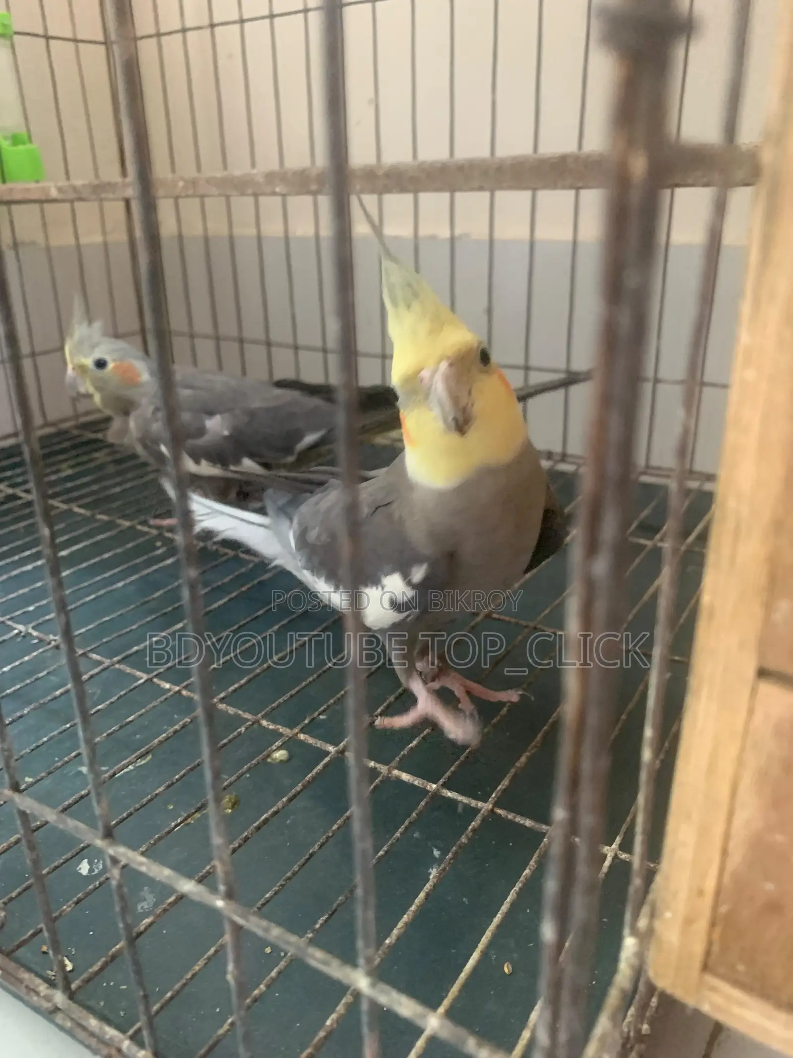 Cocktail Grey Semi Tame Breeding Pair