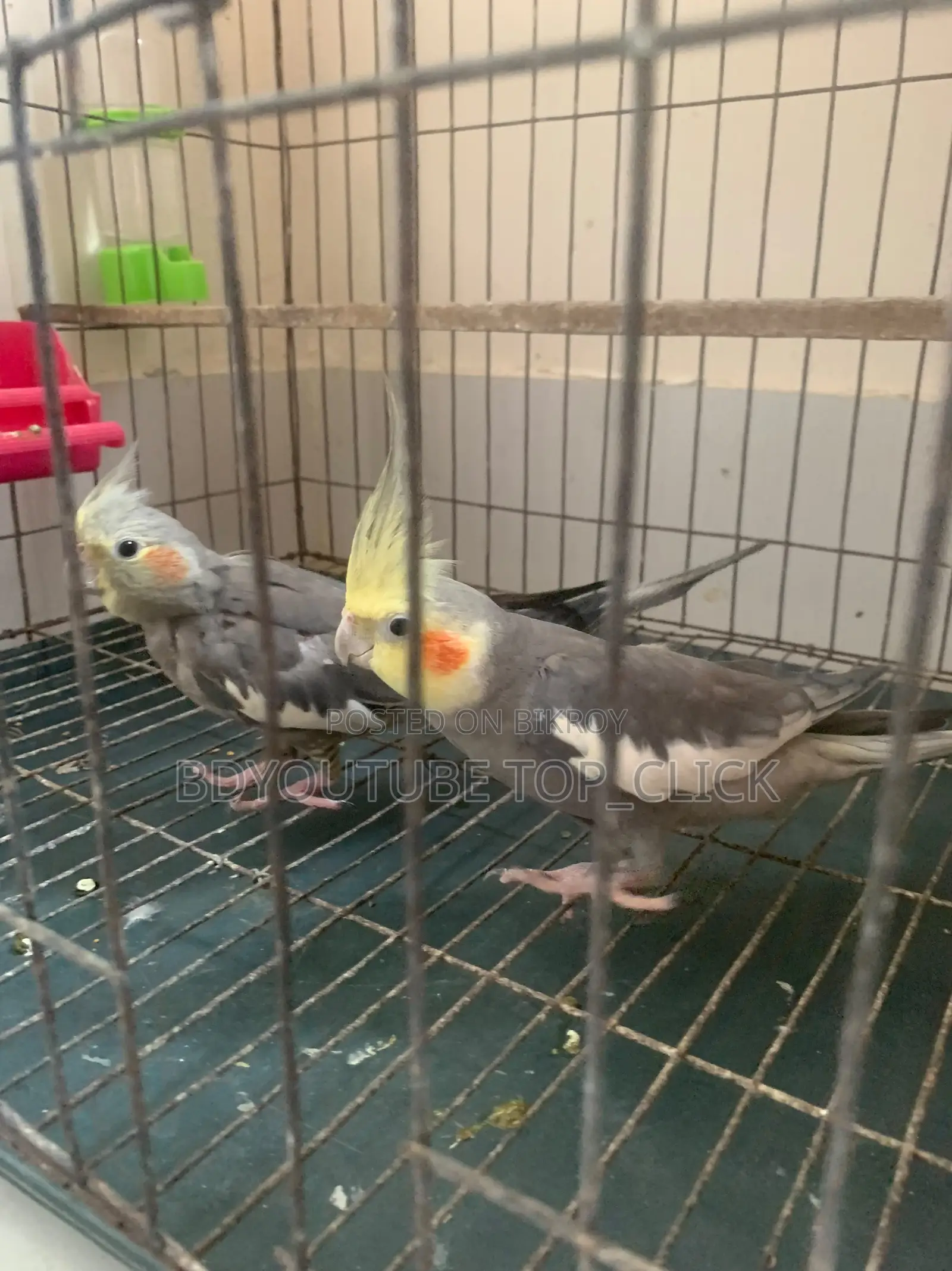 Cocktail Grey Semi Tame Breeding Pair