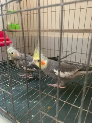 Cocktail Grey Semi Tame Breeding Pair