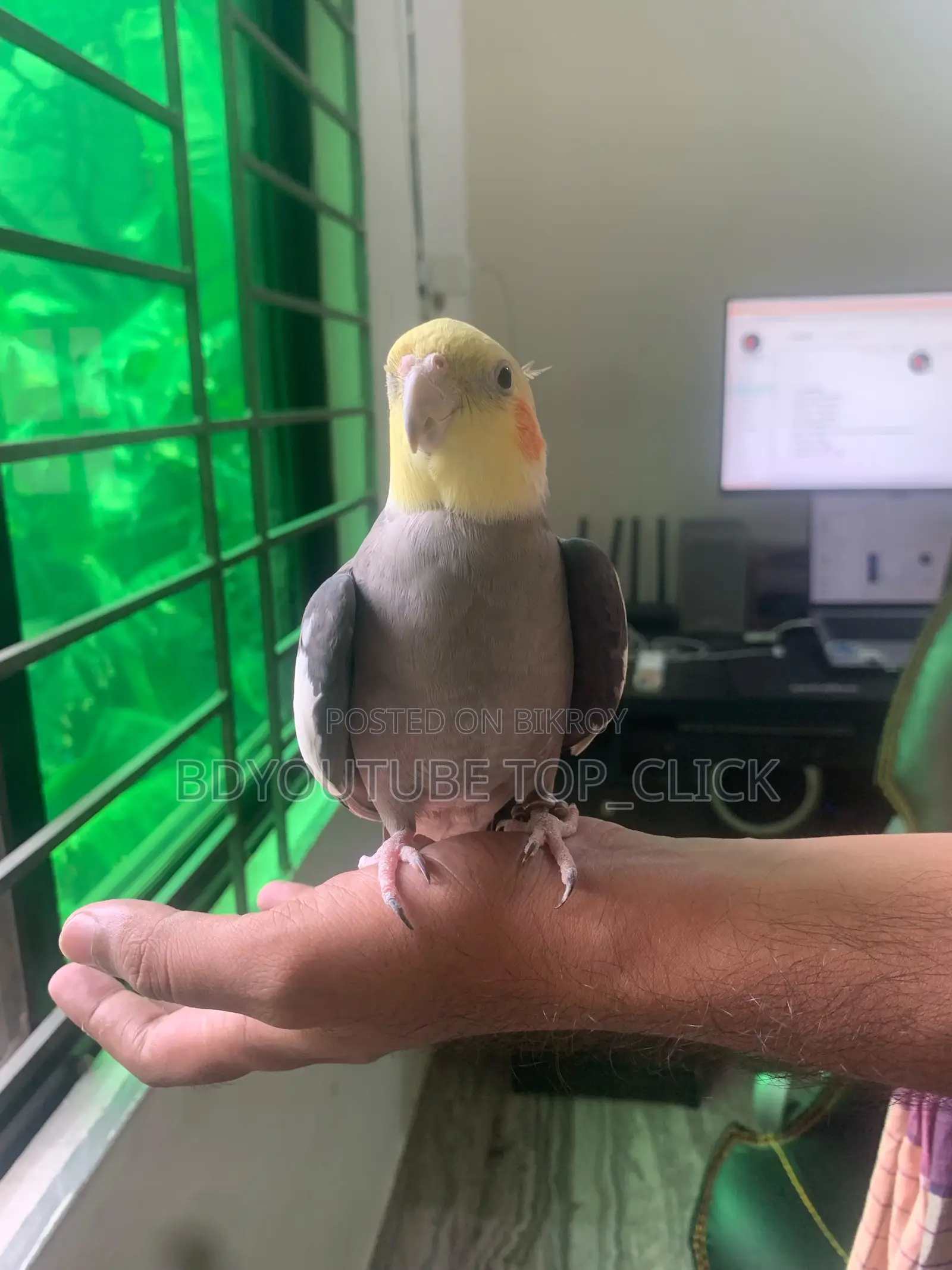 Cocktail Grey Semi Tame Breeding Pair