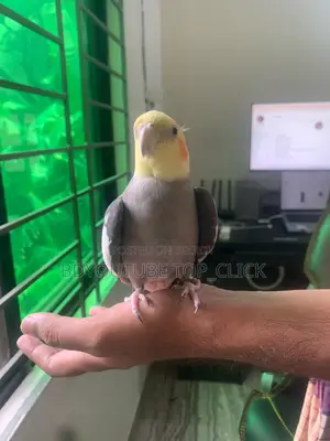 Cocktail Grey Semi Tame Breeding Pair