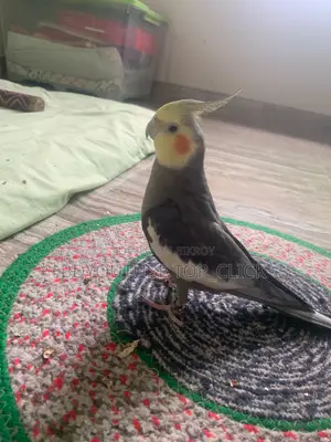 Cocktail Grey Semi Tame Breeding Pair