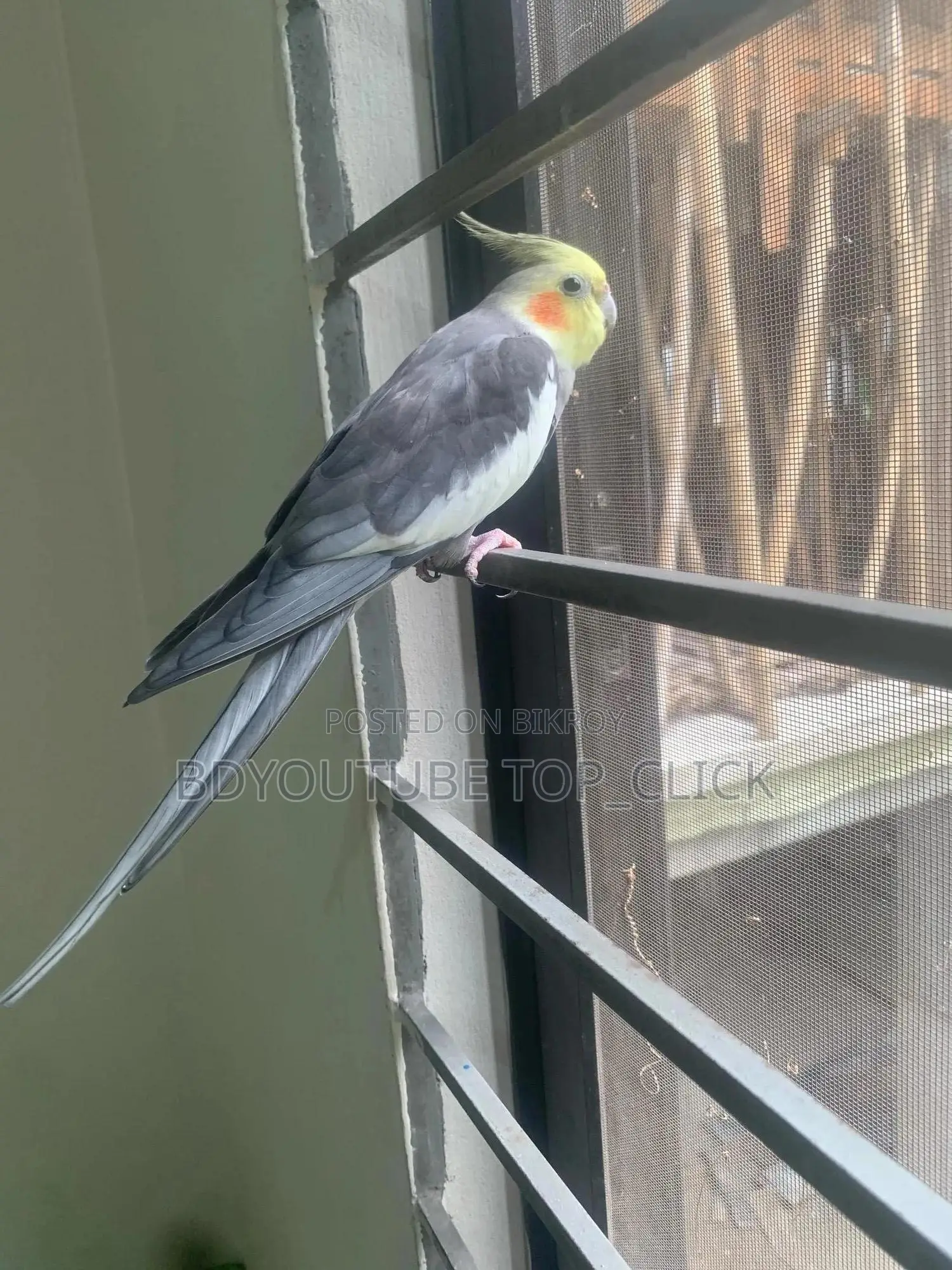 Cocktail Grey Semi Tame Breeding Pair